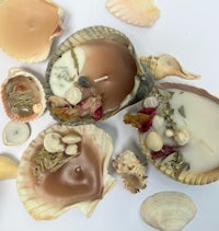 a group of shells and seashells on a white surface